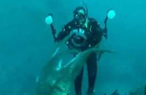 Агрессивный осьминог вступил в схватку с дайвером-папарацци