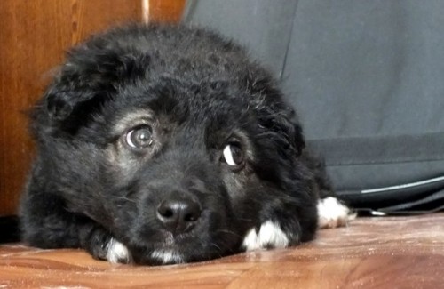 Новокузнечанам раздадут домашних животных