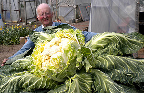 Госдума приняла законопроект о защите прав дачников и садоводов