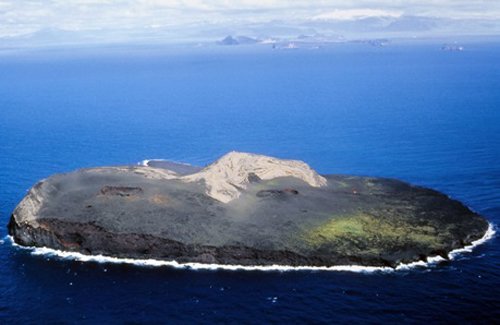 Обнаружено животное, у которого есть голова и нет тела