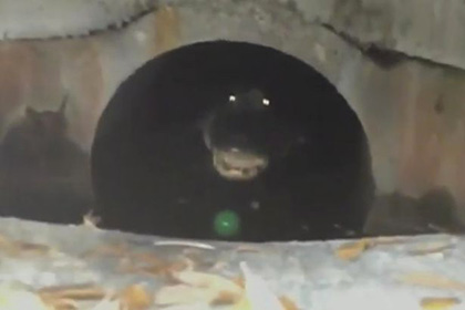 Американец встретил крупного аллигатора у себя во дворе