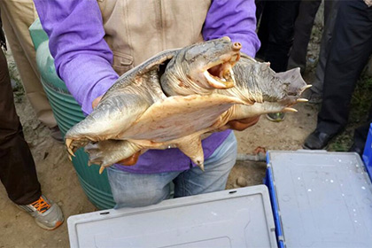 У индийского контрабандиста изъяли шесть тысяч редких черепах