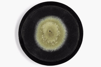 На аукционе 90-летнюю плесень продали за 15 тысяч долларов