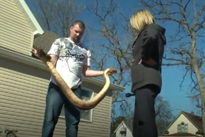 Американца оштрафовали за выгул змеи без поводка