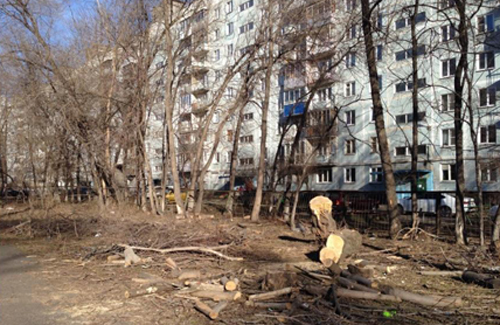 Новокузнечане рискуют жизнью из-за спиленных деревьев
