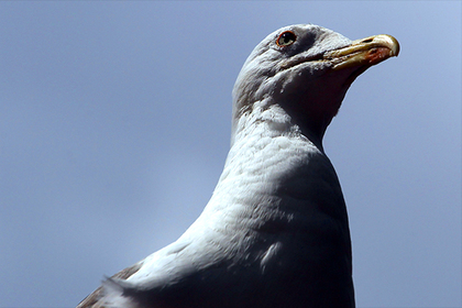 Выгуливающую чайку на поводке британку задержали за жестокое обращение