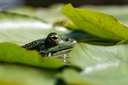Названо неожиданное последствие вымирания динозавров