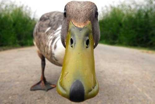 Стрелять – так стрелять! Но утки уже летят высоко...