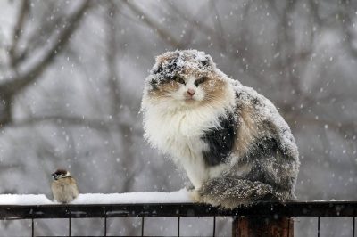 Последняя неделя сентября в Кузбассе будет снежной