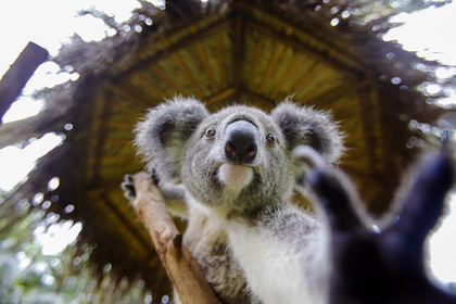 Коала проехала 16 километров на оси внедорожника