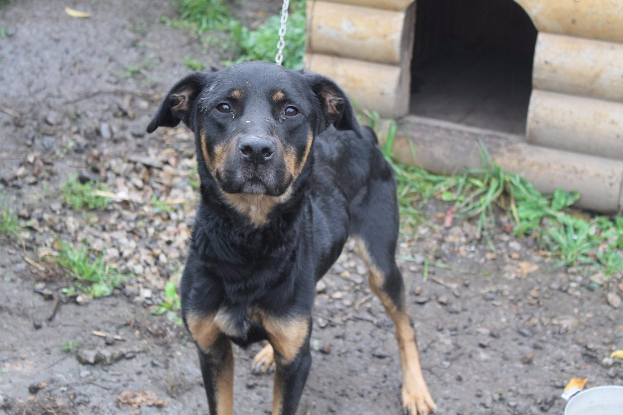 МЕНЯ ПРЕДАЛИ, ПОЧТИ УБИЛИ… ПОМОГИТЕ!