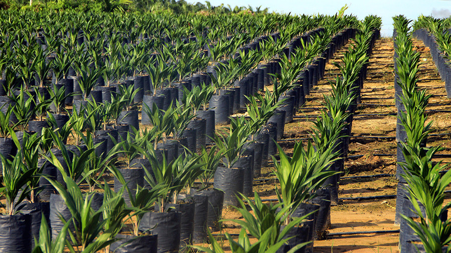 Пальмовому маслу готовят ГОСТ