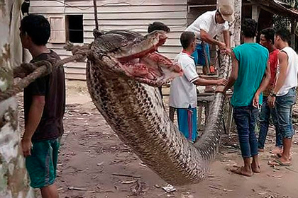 Индонезиец поборол и съел семиметрового питона