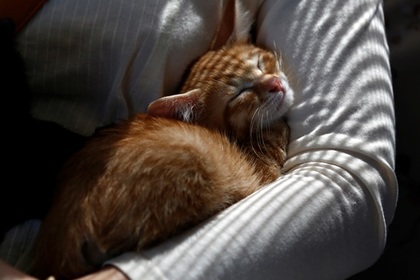 Депортированный из Швеции россиянин попытался вернуться ради кота