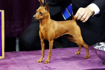 Ожирение спасло карликового пинчера от медведя в США