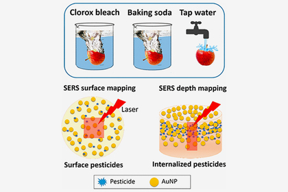 Назван лучший способ мытья фруктов