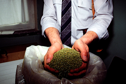 Грузия подсадит туристов на марихуану