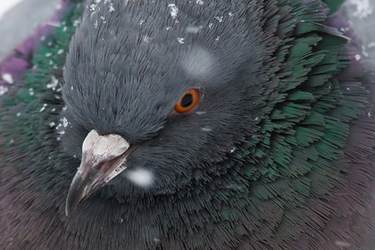 Жирного голубя по имени Алишер заставят похудеть