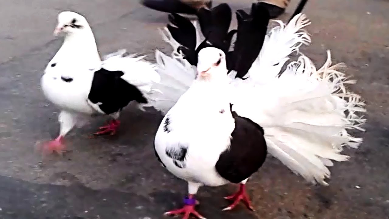 Любовь и голуби