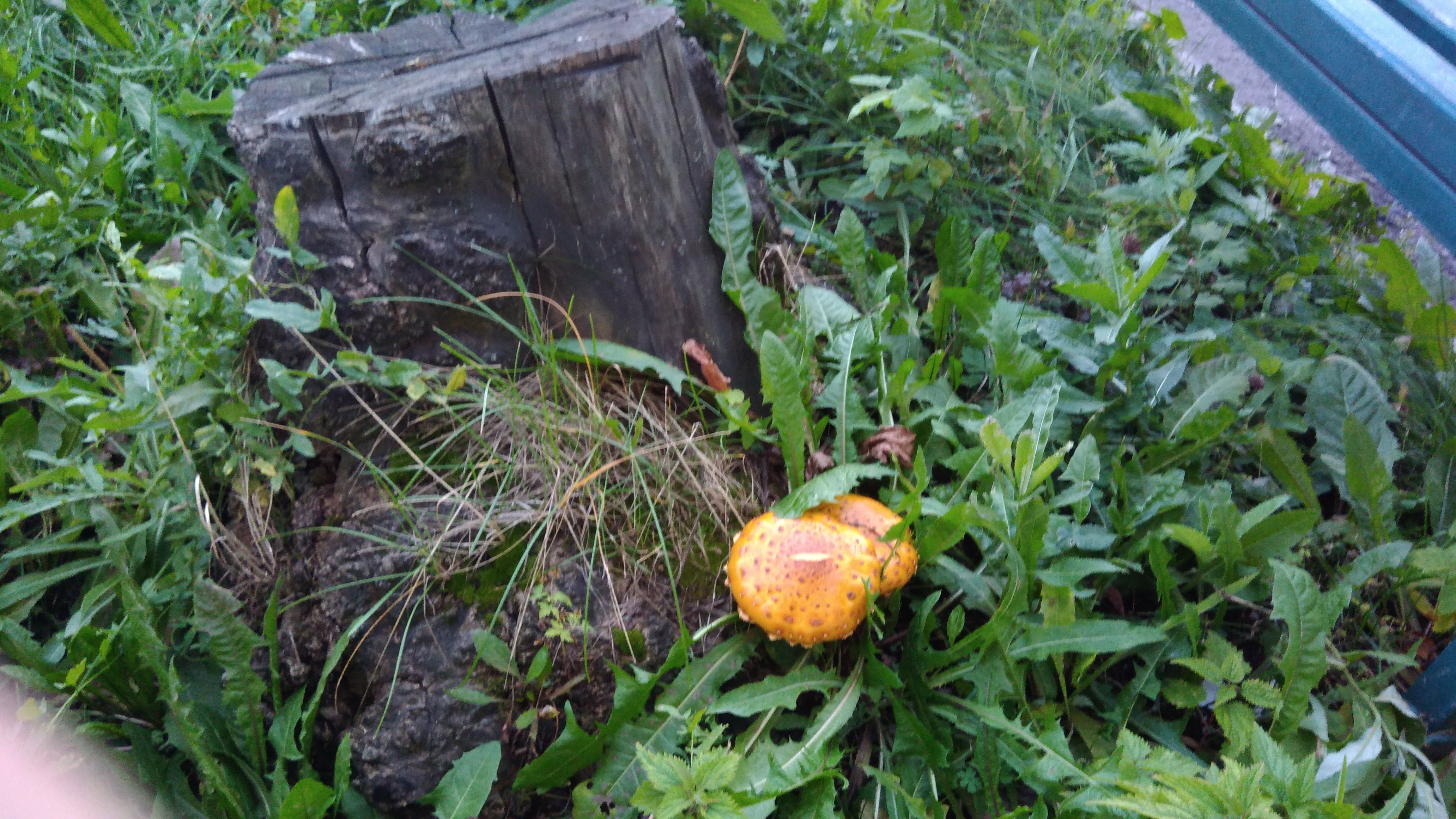 Лишь бы пень был