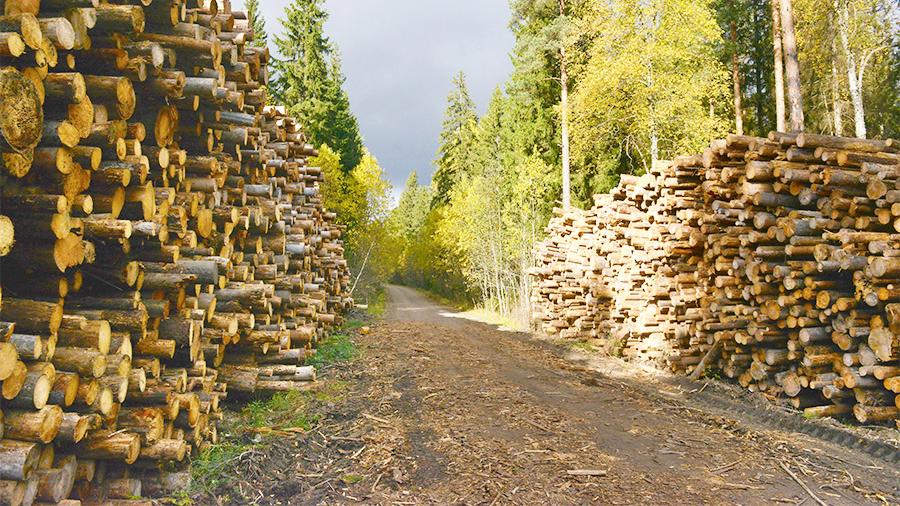 Лесу поставили диагноз: ожидается активное развитие болезней