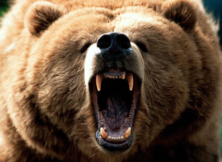 СНТ против медведей