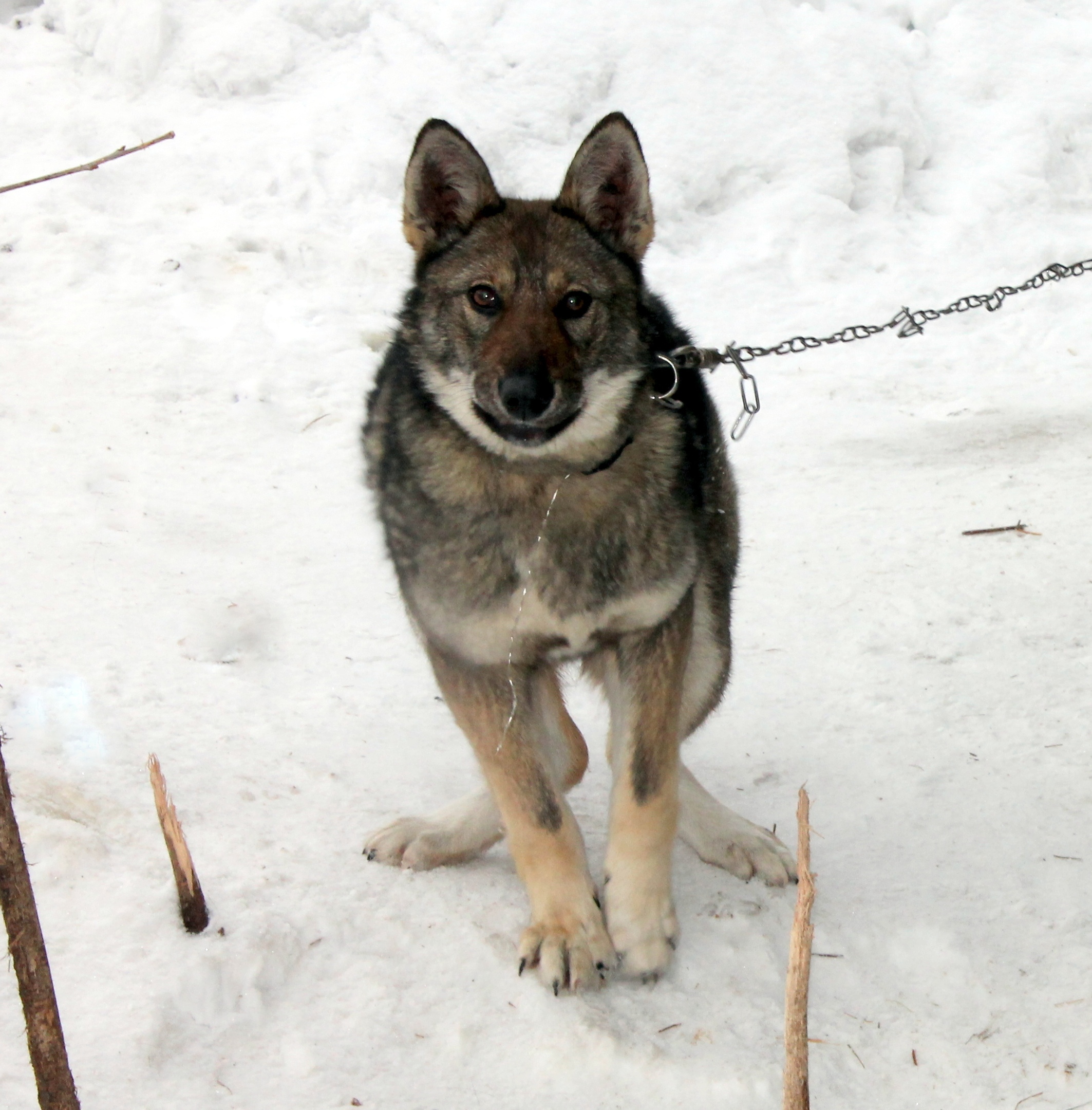 Зайку бросила хозяйка – умирать осталась зайка