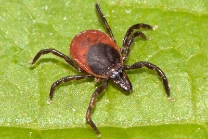 В КЕМЕРОВСКОЙ ОБЛАСТИ НАСТУПИЛ СЕЗОН АКТИВНОСТИ КЛЕЩЕЙ