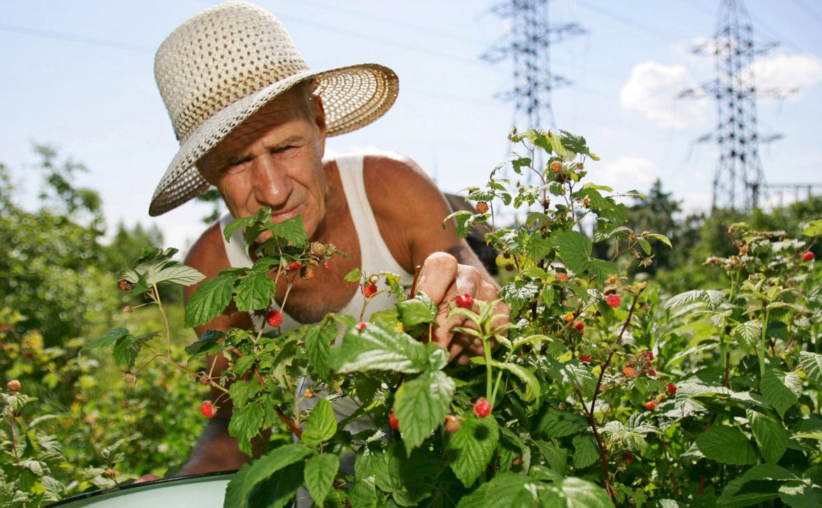 Власти опровергли запрет на выращивание ягод на дачных участках