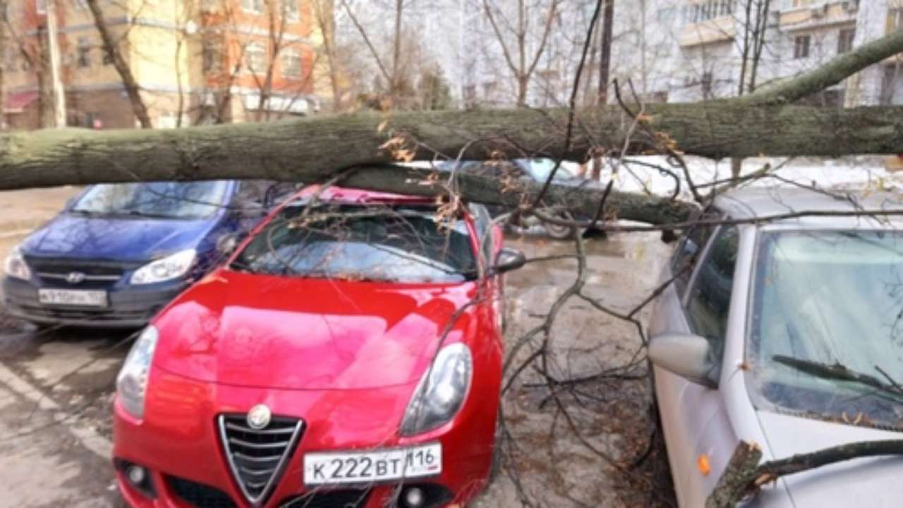 Дожди-угрозы: что делать, если на вас упало дерево — Новости Новокузнецка  сегодня, новости дня, последние новости