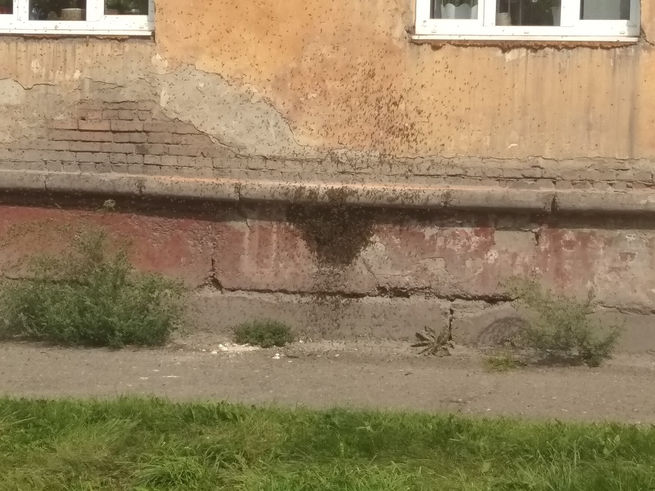 Жилой дом в Новокузнецке захватили осы