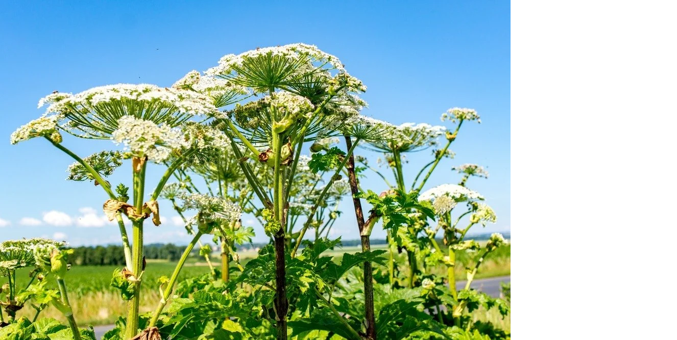 Борщевик вне закона