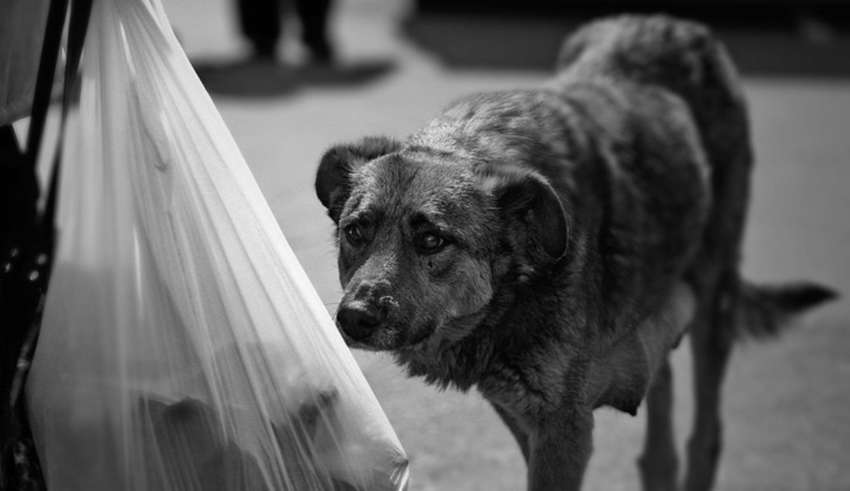 Брошенный пес. Бездомный пес. Грустная собака. Одинокий щенок. Про собак которых бросили.