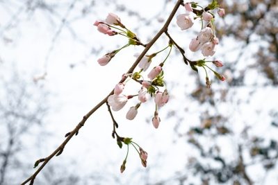 В Кузбассе ожидается резкое потепление