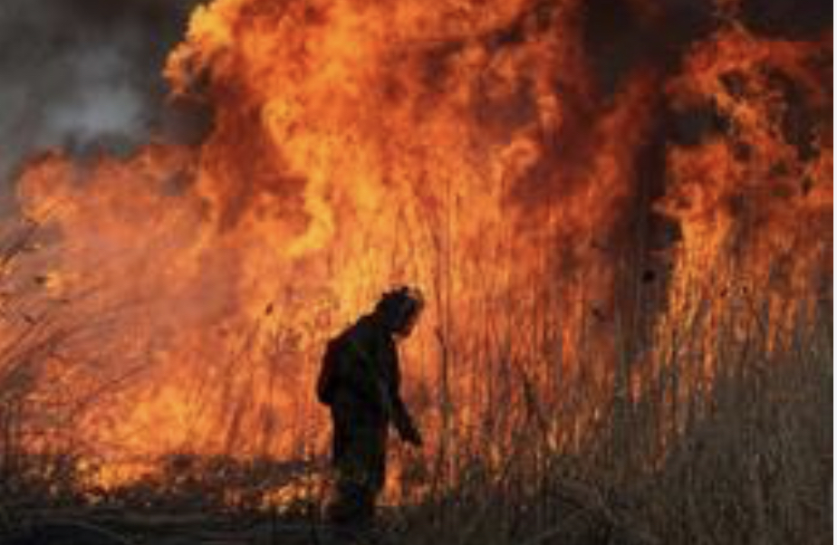 Тушить леса Сибири снова невыгодно