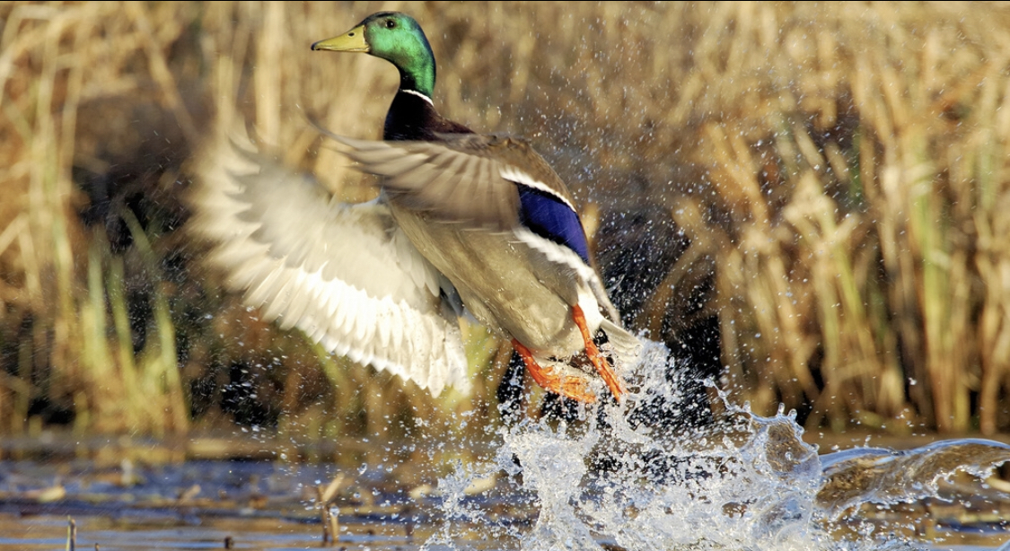 Ни пуха ни пера