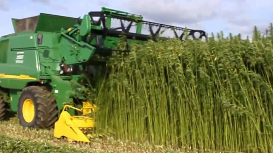 Лен и конопля спасут экономику Кузбасса