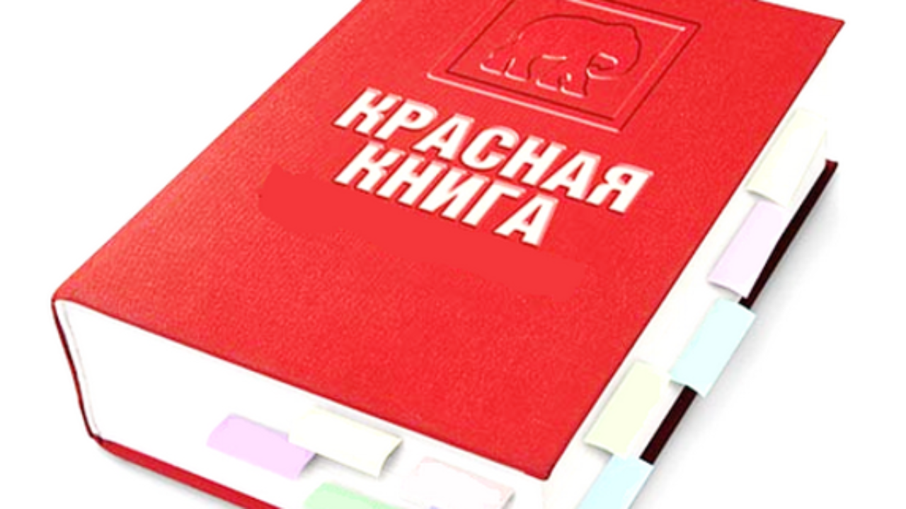 Red booking. Красная книга. Международная красная книга. Международная красная книга России. Международная красная книга картинки.