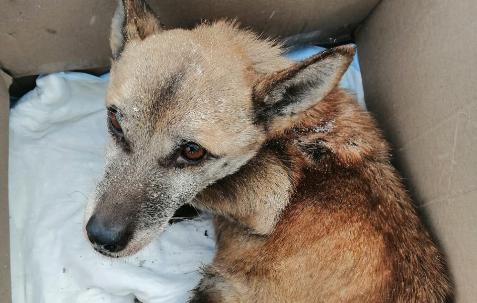 Шанс на жизнь!