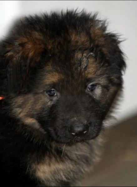 Новокузнечанка поблагодарила участкового уполномоченного, который вернул ей щенка Барона