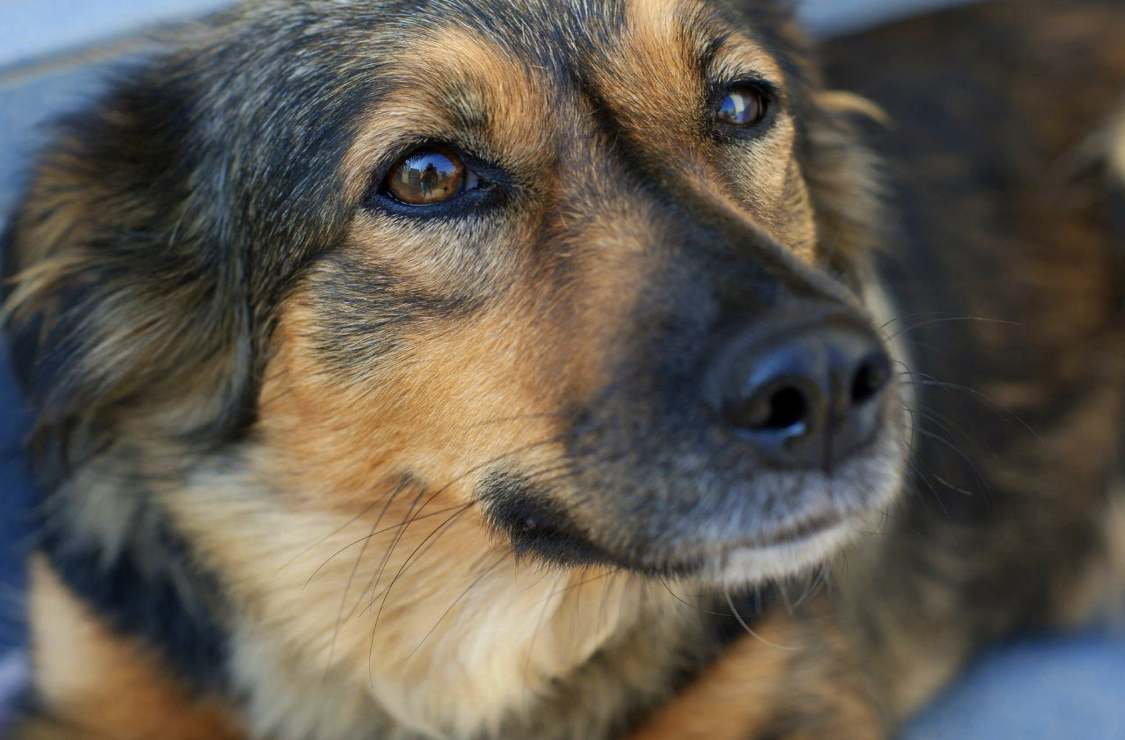 Вся правда о волонтёрах: на что в реальности собирают защитники бездомных собак и кошек в Новокузнецке