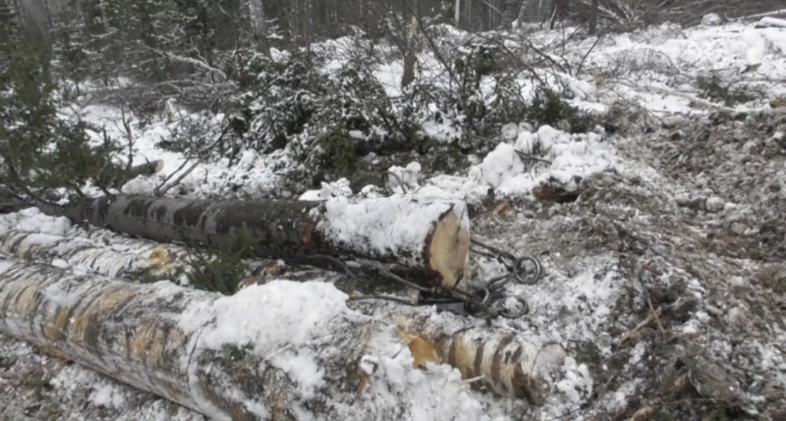 Нарубили на 17 миллионов