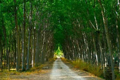 Лысеющий Новокузнецк: чем грозит активное благоустройство дворов и парков