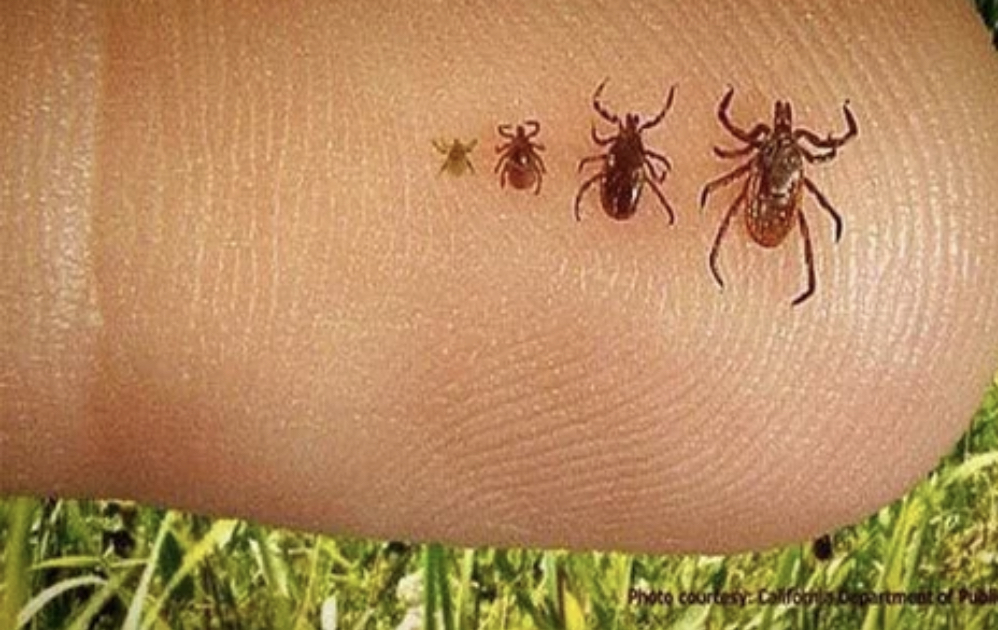 Клещи идут в атаку