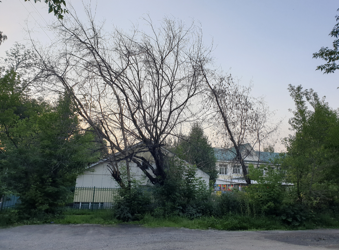 Дерево пока. Деревья в Новокузнецке название и фото.