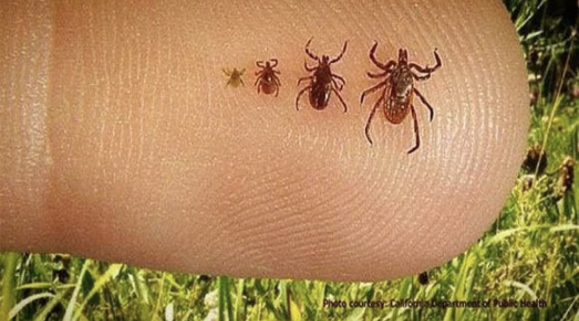 Кусают и заражают