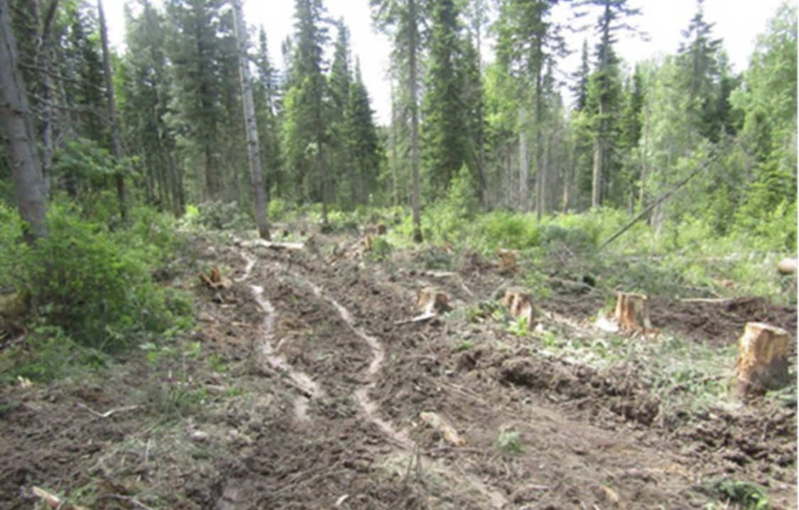 «Чёрных лесорубов» ждёт суд