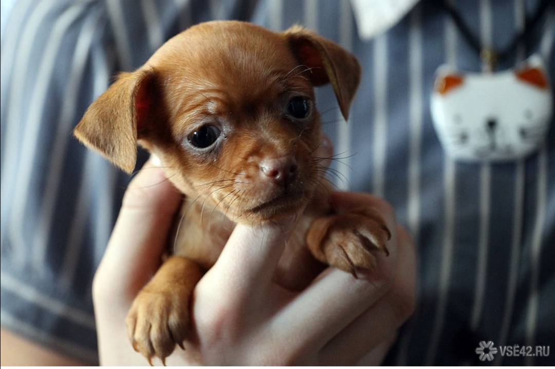 Новокузнецкие власти ужесточили правила выгула собак