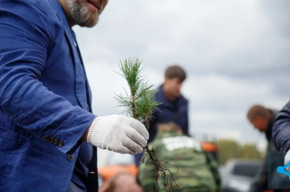В Кузбассе власти занялись посадкой деревьев