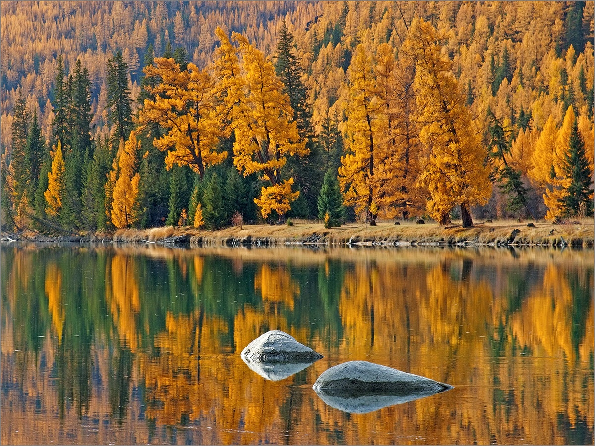 Её Величество Прителецкая Тайга!